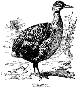 tinamou