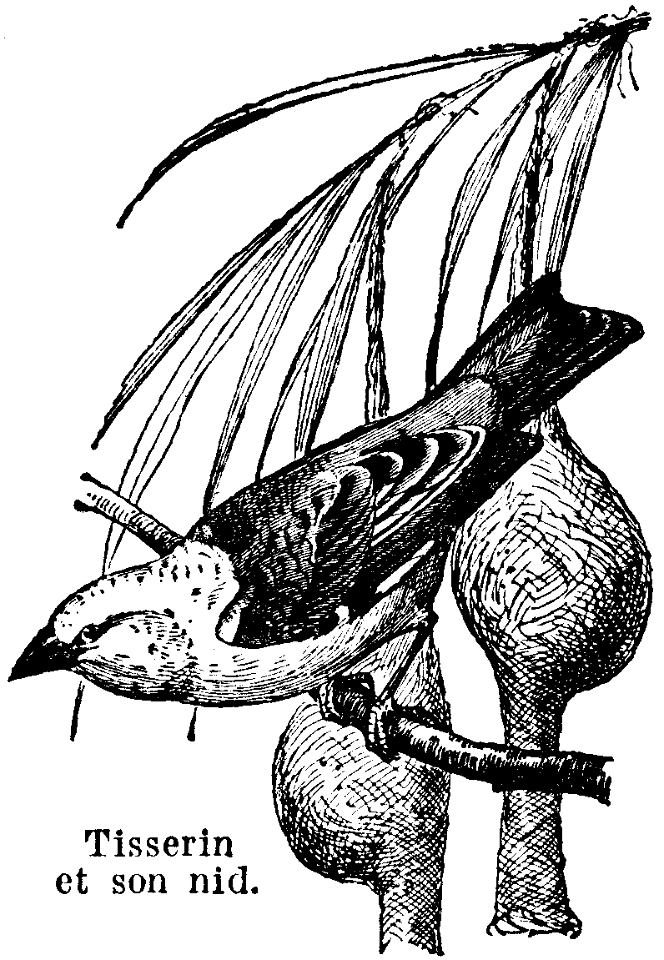 tisserin