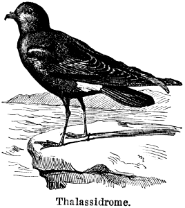 thalassidriome