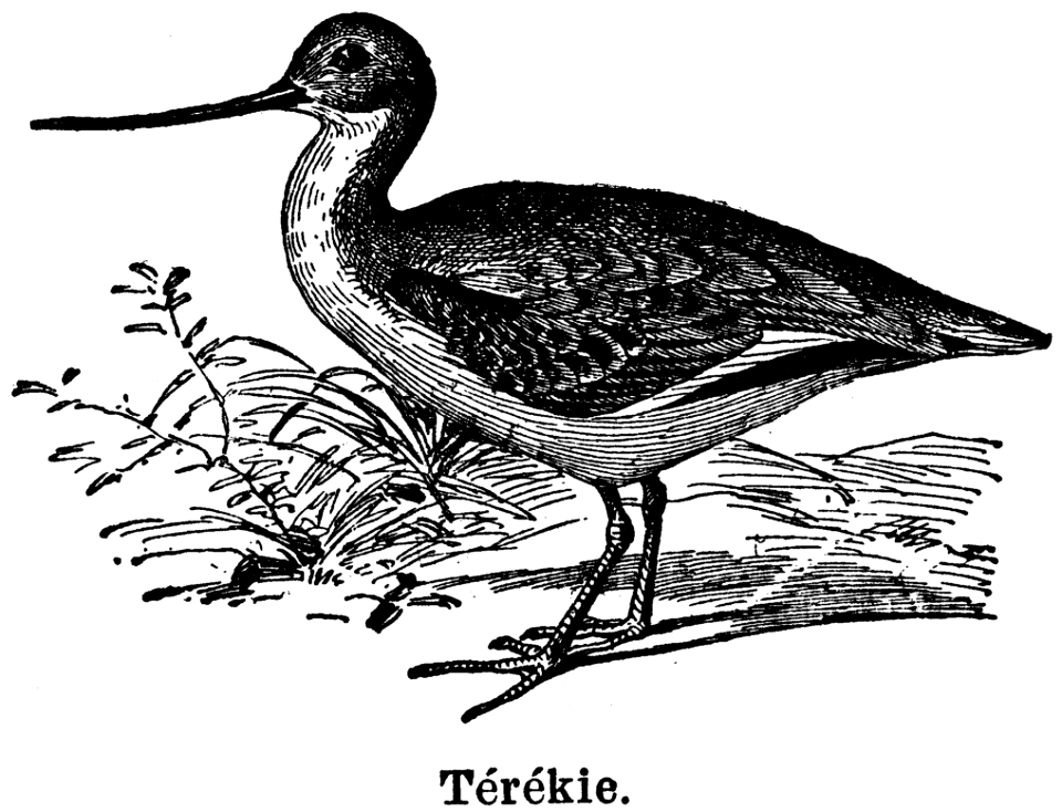 térékie