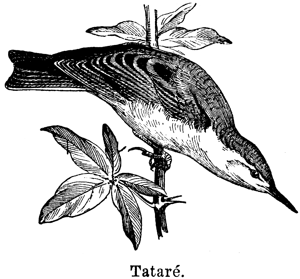 tataré