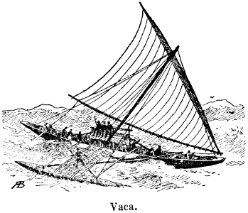 vaca