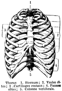 thorax