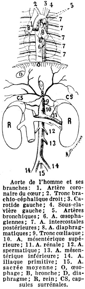 aorte-homme