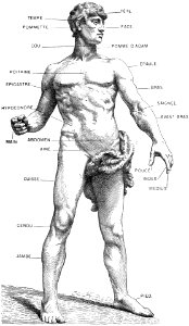 anatomie-homme-1