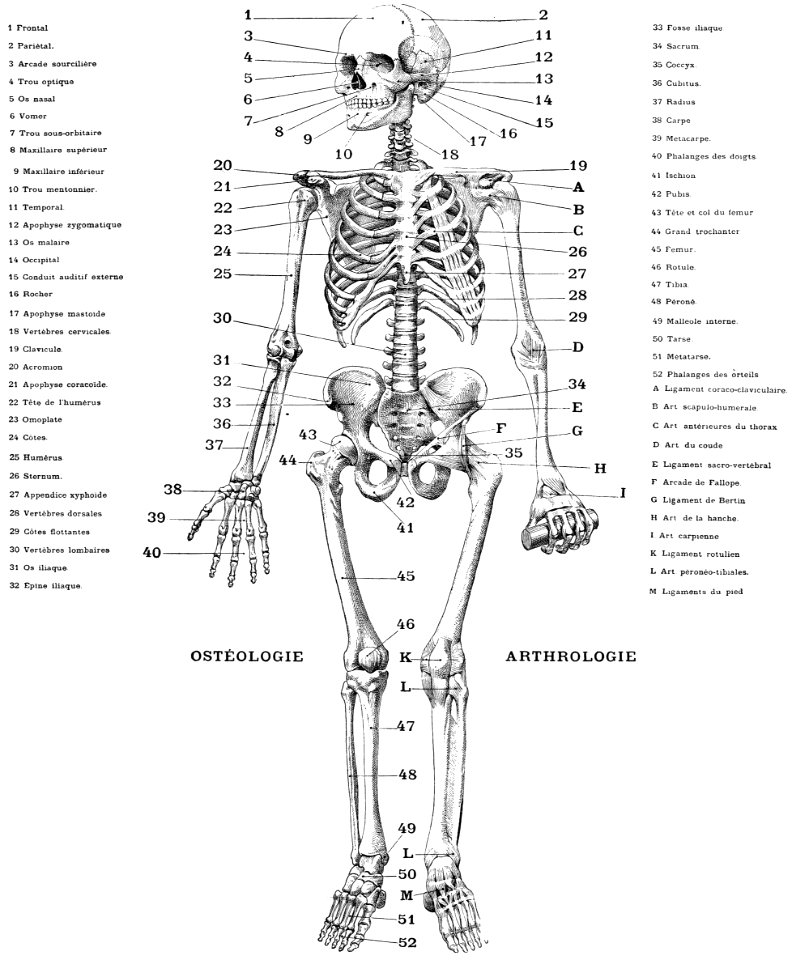 anatomie-squelette