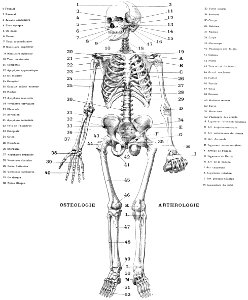 anatomie-squelette