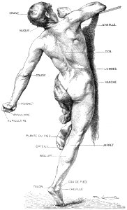 anatomie-homme-2