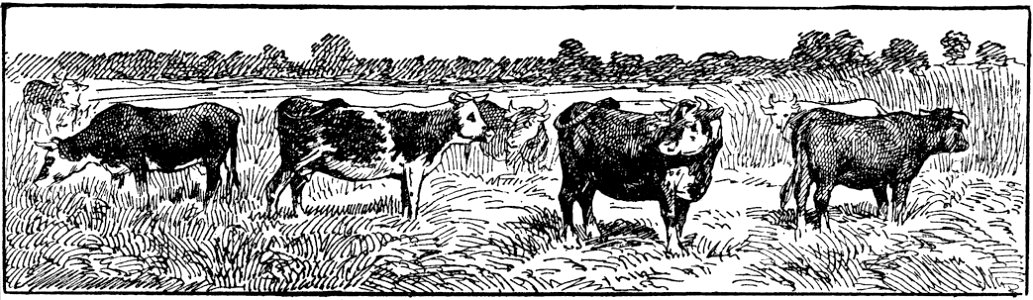 vaches