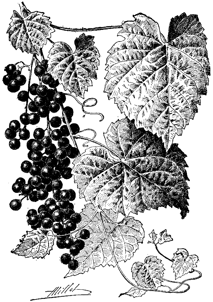 vitis cordifolia
