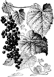 vitis cordifolia