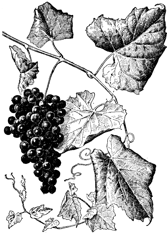vitis berlandieri