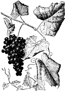 vitis berlandieri