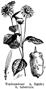 topinambour