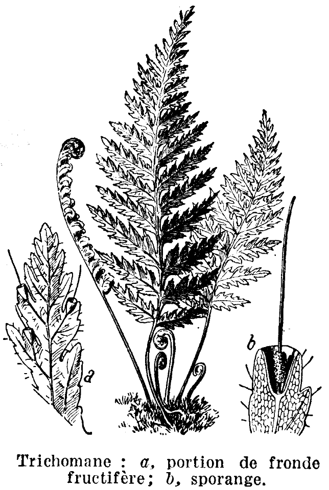 trichomane