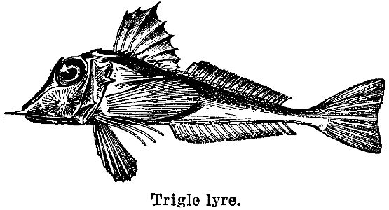 trigle lyre