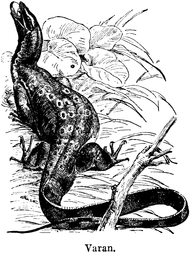 varan