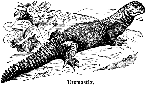 uromastix
