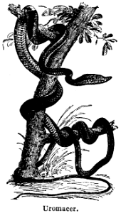 uromacer
