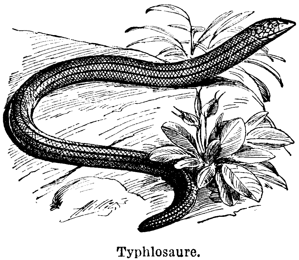 typhlosaure