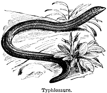 typhlosaure