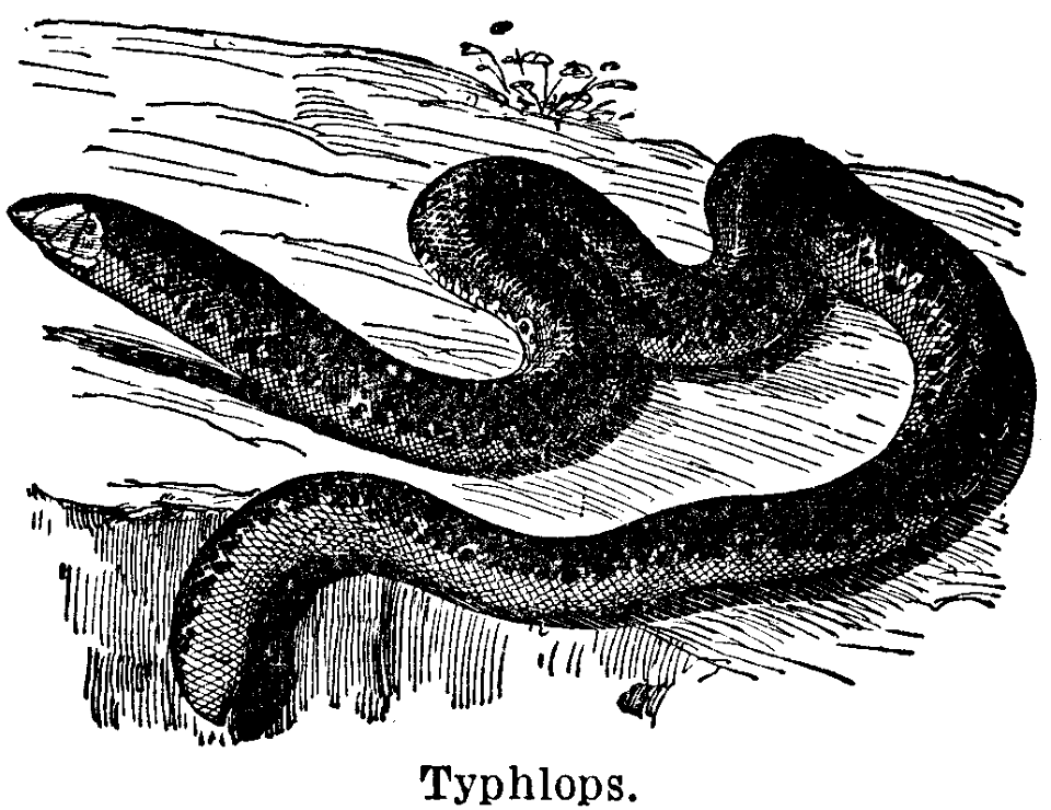 typhlops