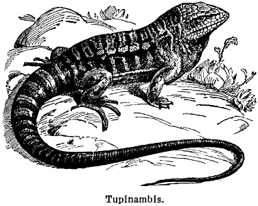 tupinambis