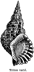 triton-mollusque