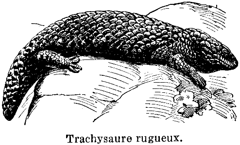 trachysaure