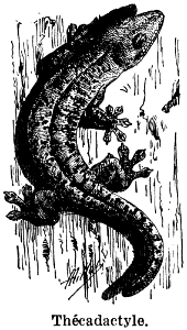 thécadactyle