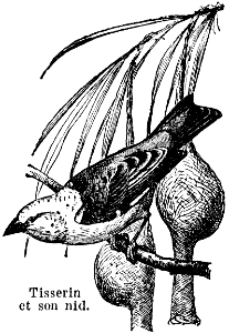 tisserin