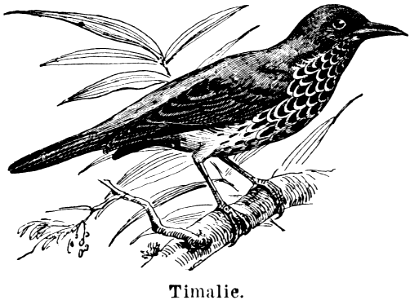 timalie