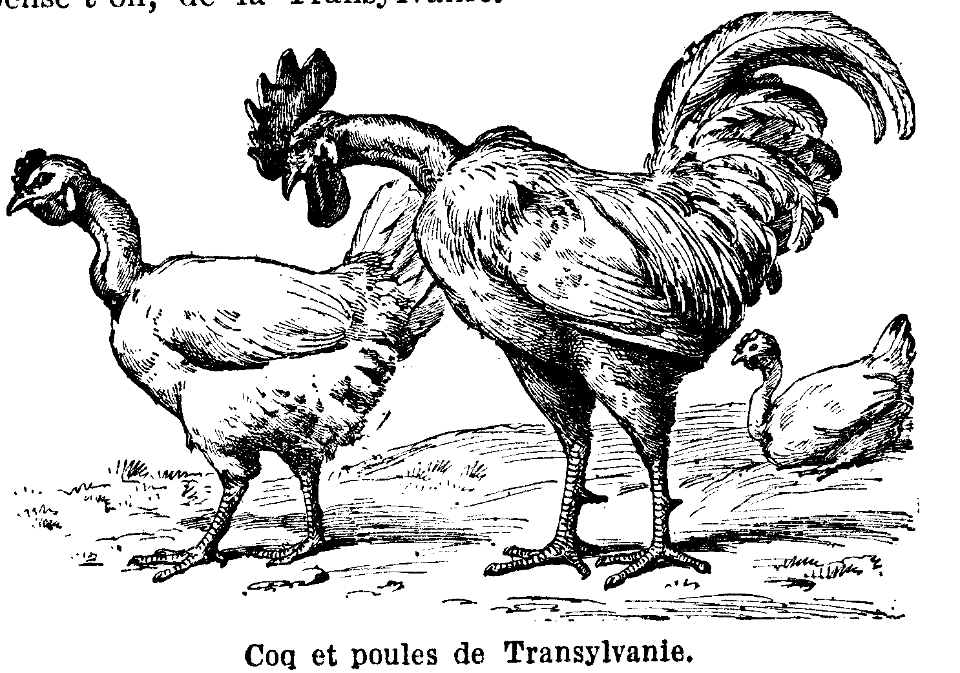poule et coq de Transylvanie