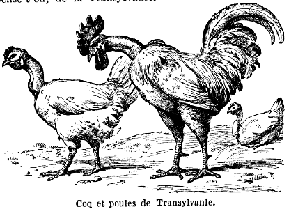 poule et coq de Transylvanie. Free illustration for personal and commercial use.
