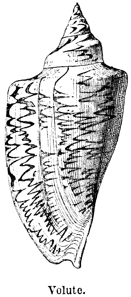 volute
