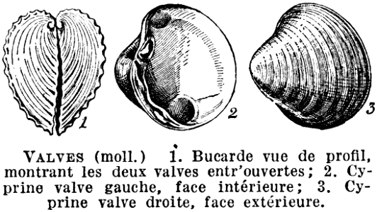 valves-mollusques