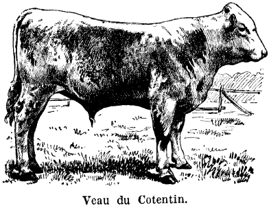 veau du Cotentin