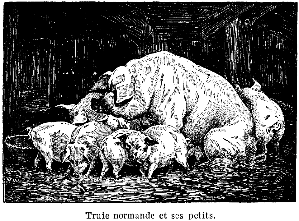 truie normande