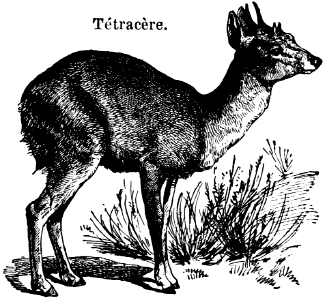 tétracère