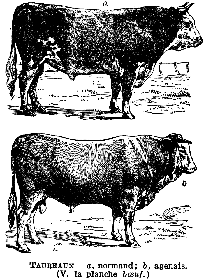 taureaux