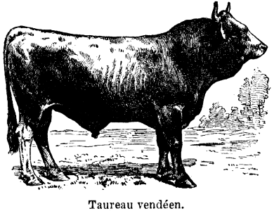 taureau vendéen