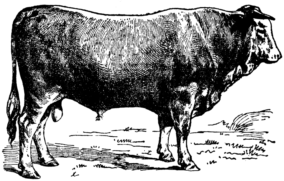taureau agenais