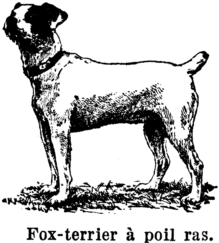 fox-terrier
