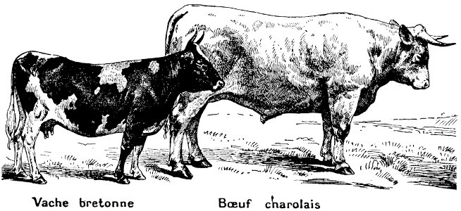 boeuf-8