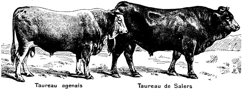 boeuf-7