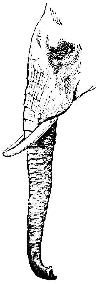 éléphant-trompe