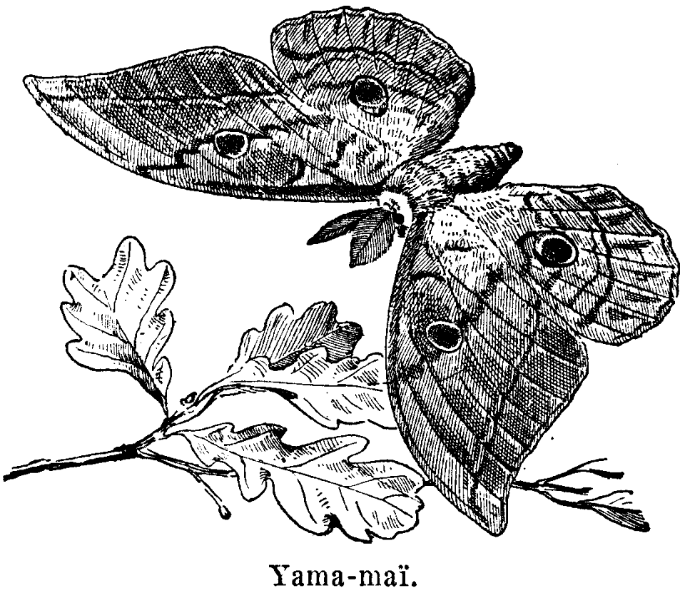 yama-maï
