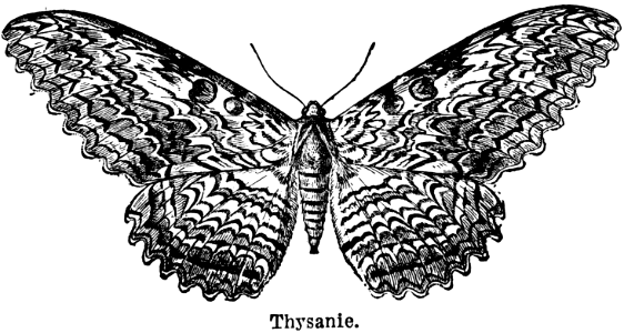 thysanie