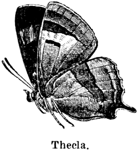 thecla