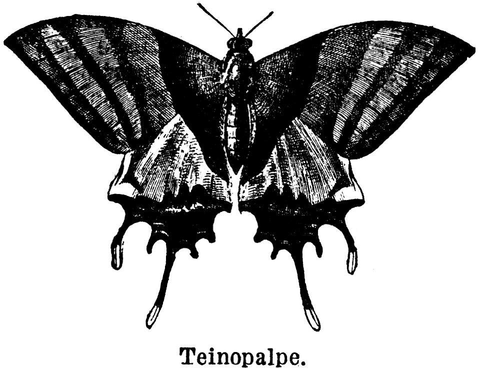 teinopalpe
